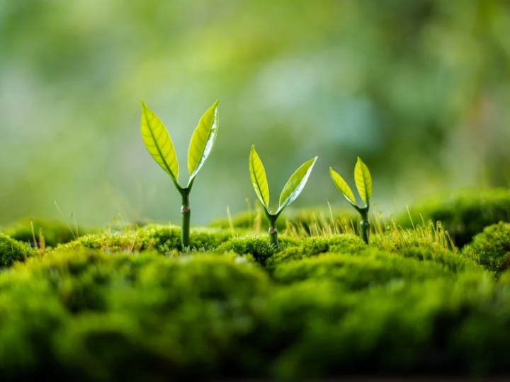 Gradual and Natural Growth